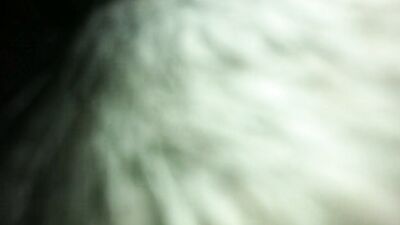 Zoo porn girls: sex hairy zoo
