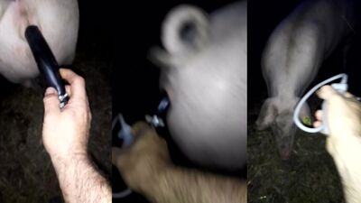 Dog sex girl: homemade dog sex