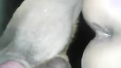 Bestiality porn: luxury tv dog porn