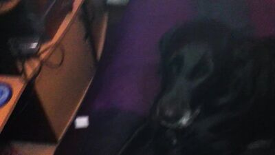 Zoophilia: dog sex party