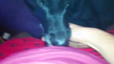 Zoophilia: dog sex party