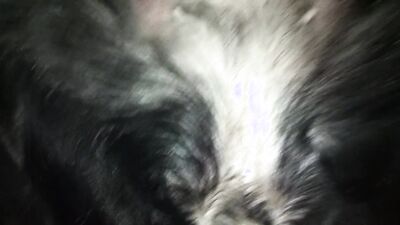 Bestiality porn: dog licking girls face