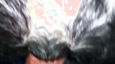 Bestiality porn: dog licking girls face