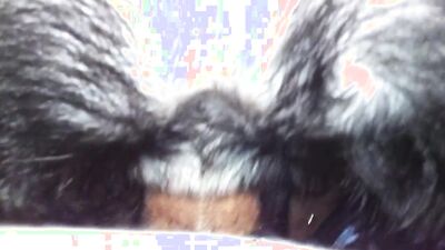 Bestiality porn: dog licking girls face