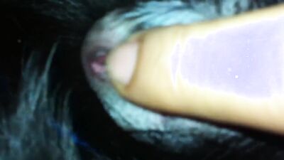 Bestiality porn: dog licking girls face
