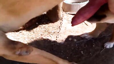 Bestiality manga: porno sex hd new 2026 zoo animals