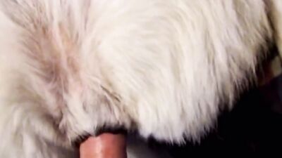 Dog licking girl: zoo porno sex hd