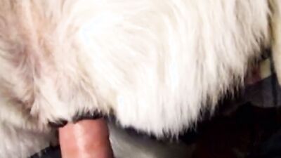 Dog licking girl: zoo porno sex hd