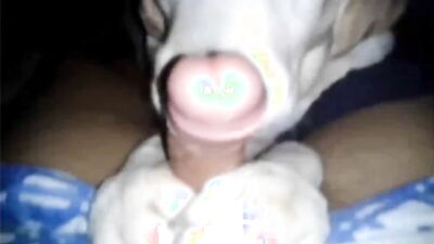 Dog sex: porn animal group