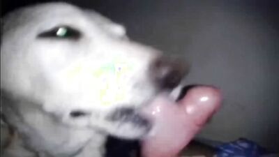 Dog sex: porn animal group