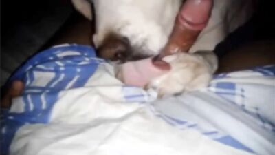 Dog sex: porn animal group