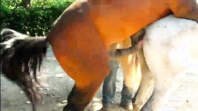 Zoo dog porn: dog cock zoo porn
