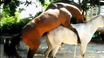 Zoo dog porn: dog cock zoo porn