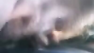 Art of zoo porno: zoo sex licking