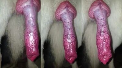 Dog porn: bestiality hot