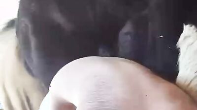 Animal sex video: creampies dog sex