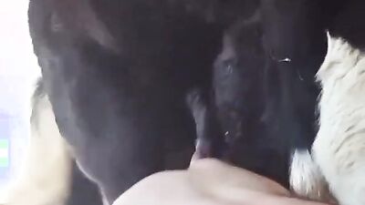 Animal sex video: creampies dog sex
