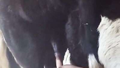 Animal sex video: creampies dog sex