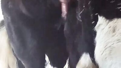 Animal sex video: creampies dog sex