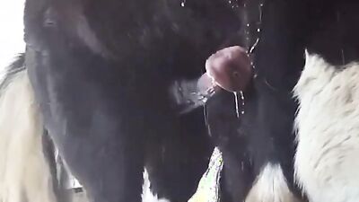 Animal sex video: creampies dog sex