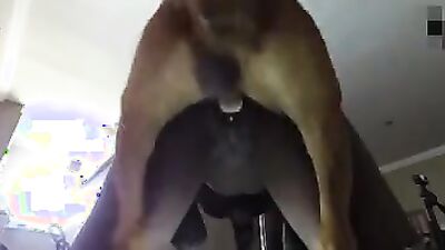 Dog sex girl: jasmine with dogs porn