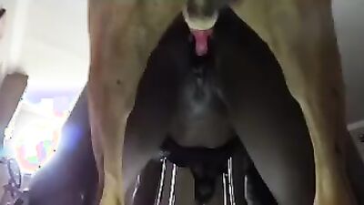 Dog sex girl: jasmine with dogs porn