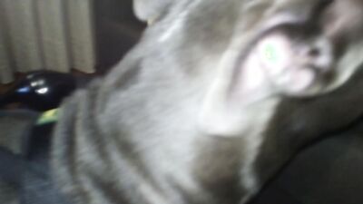Girl dog video: pet dog girl