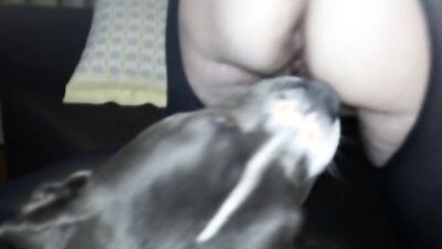 Girl dog video: pet dog girl