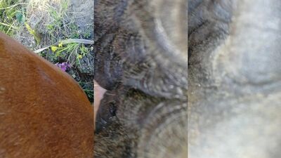 Bestiality: bestiality porn pics