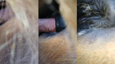 Dog fuck porn: dog and daughter 2025 sex