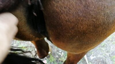 Art of zoo porno: 3d animal porn comics