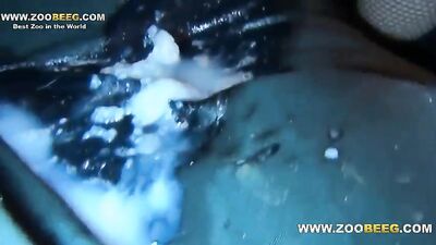 Dog sex: zoophilia jackerman