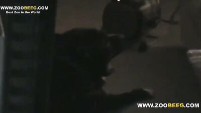 Bestiality games: bestiality vids