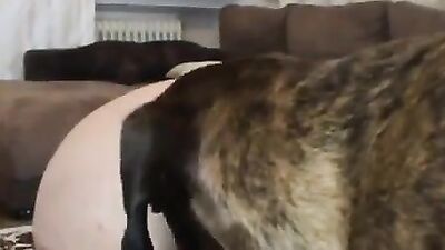 Dog fuck porn: zoophilia russia