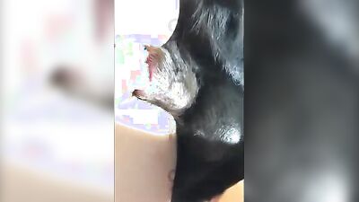 Mimi dog girl: bestiality zoo porn org sex