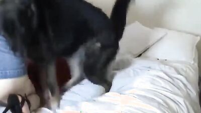 3d bestiality: animal dog sex mating