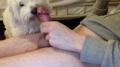 Best dog girl: gorilla fuck woman zoo porn