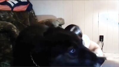 Dogs having sex: hentai bestiality rule