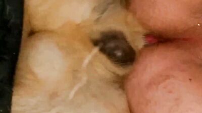 Zoo dog porn: animals girl hentai porn