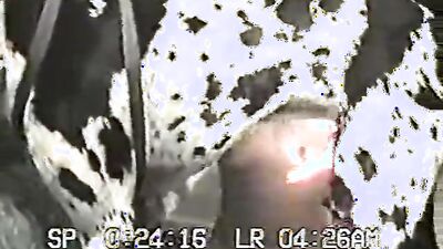 Dog gay porn: video sex man and dog