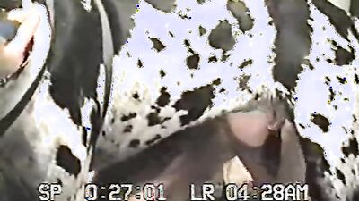 Dog gay porn: video sex man and dog
