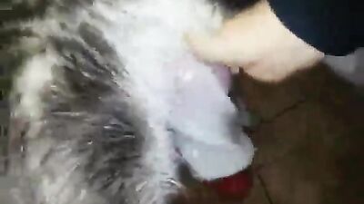Dog sex: zoo dog xxx girls