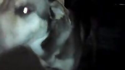 Zoophilia video: one girl fucks many dogs in succession