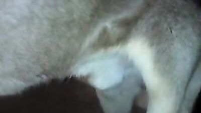 Zoophilia video: one girl fucks many dogs in succession