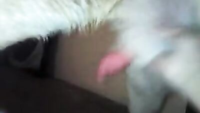 Zoophilia video: one girl fucks many dogs in succession