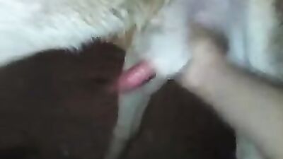 Zoophilia video: one girl fucks many dogs in succession