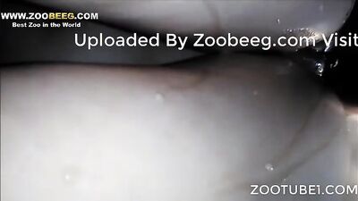 3d zoo porn: sex animal horse fuck pig