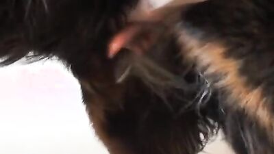 Animal crossing porn: zoophilia video mens