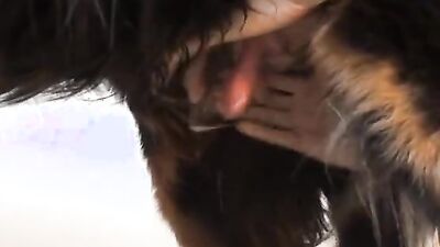 Animal crossing porn: zoophilia video mens