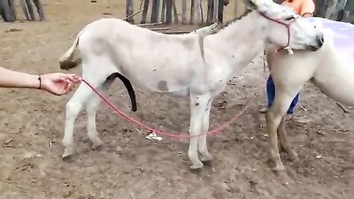 Bestiality manga: zoo sex italia besplatno